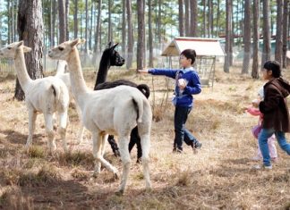 Tổng hợp top 8 địa điểm du lịch Đà Lạt cho trẻ em được yêu thích nhất Tổng hợp top 8 địa điểm du lịch Đà Lạt cho trẻ em được yêu thích nhất